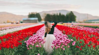 چیدن گل های لاله در یکی از مزارع تورنتو - کانادا